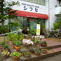 神宮スギ